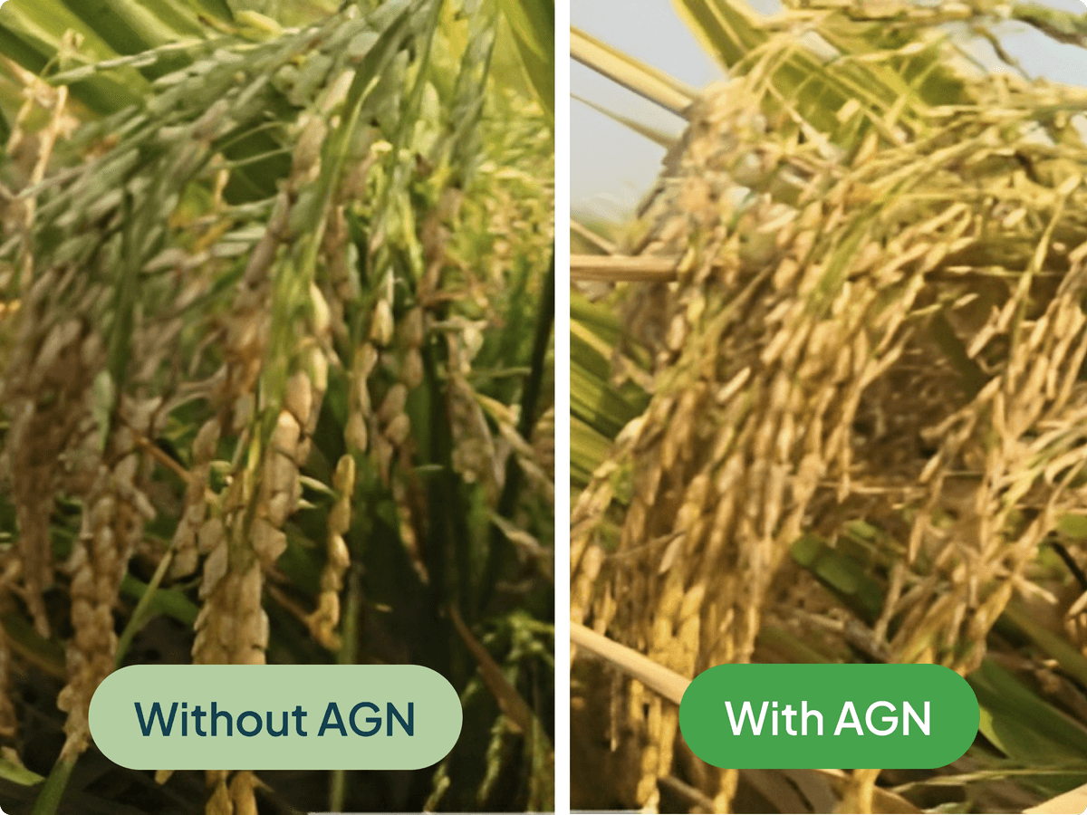 proven-rice-yield-2