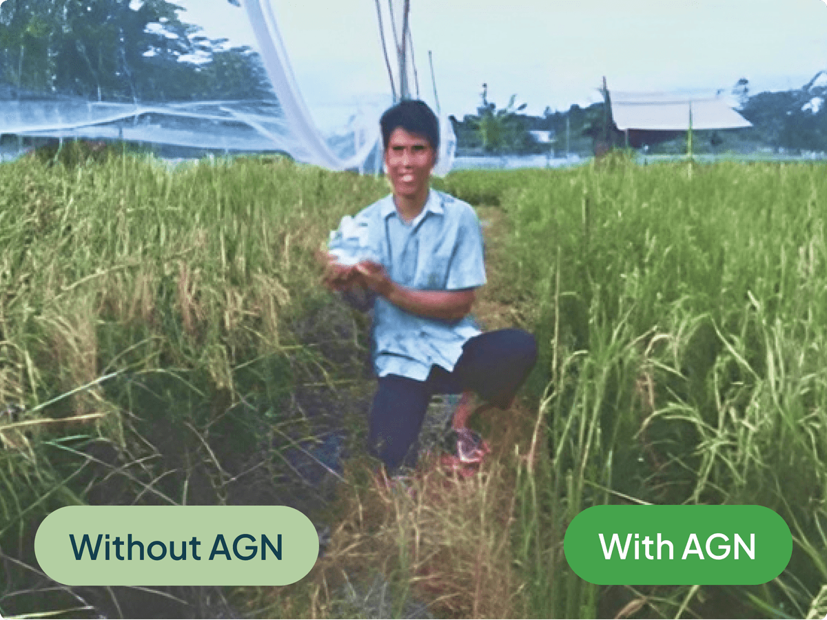 proven-rice-yield