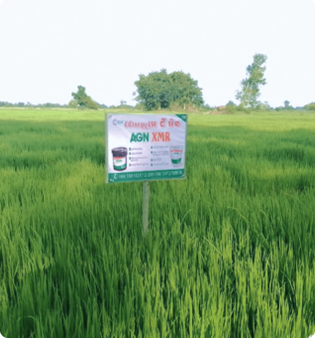 battambang-agriculture