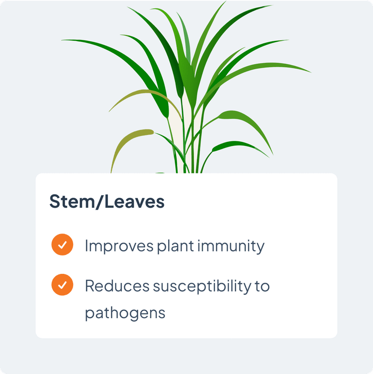 stem